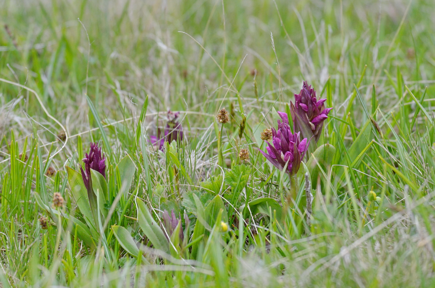 Image of genus Dactylorhiza specimen.