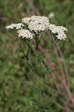 Achillea millefolium