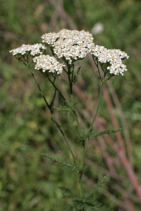 Изображение особи Achillea millefolium.