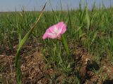 Convolvulus chinensis