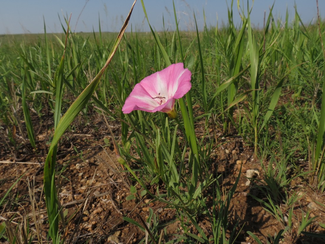 Изображение особи Convolvulus chinensis.