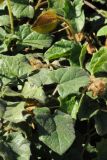 Thunbergia gregorii