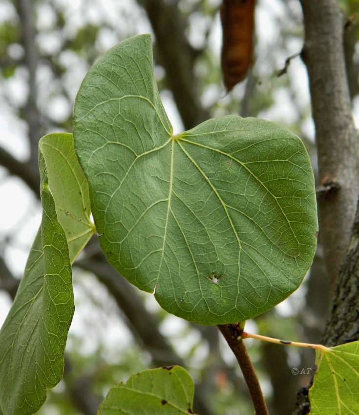 Image of Cercis siliquastrum specimen.