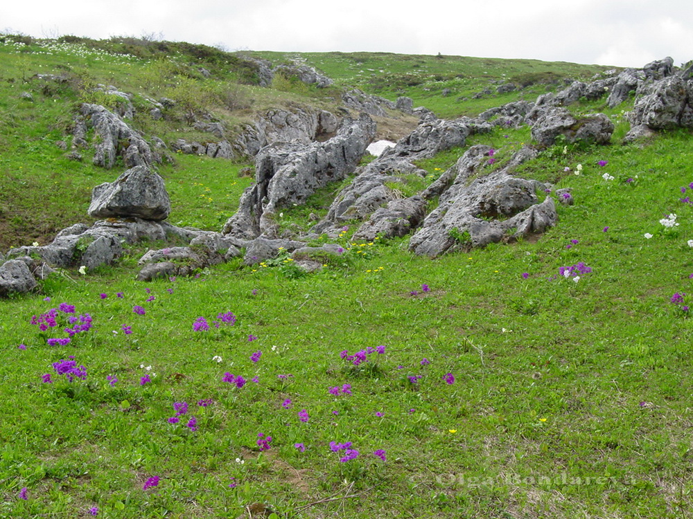 Image of Primula amoena specimen.
