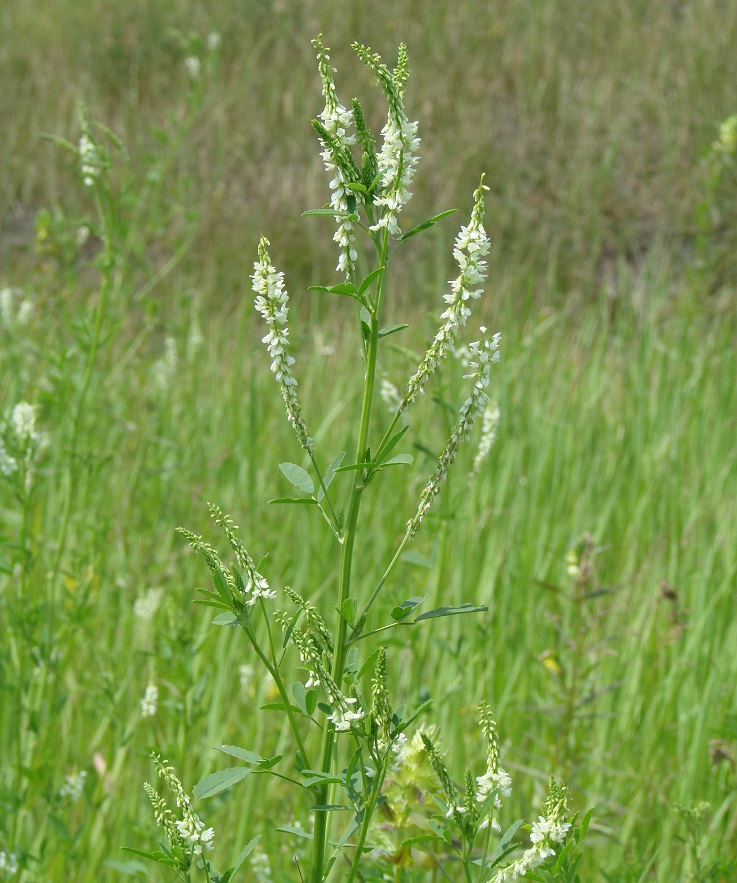 Image of Melilotus albus specimen.