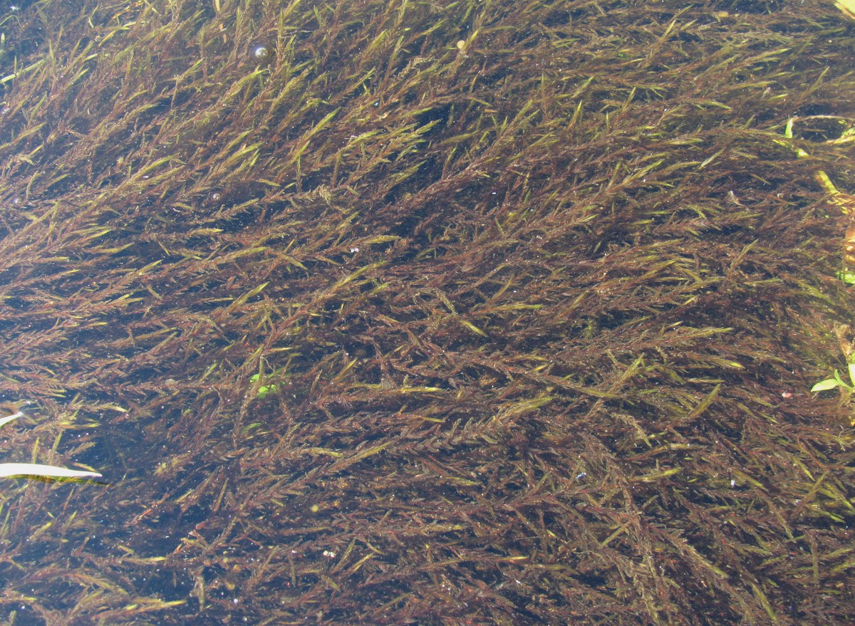 Image of Fontinalis antipyretica specimen.