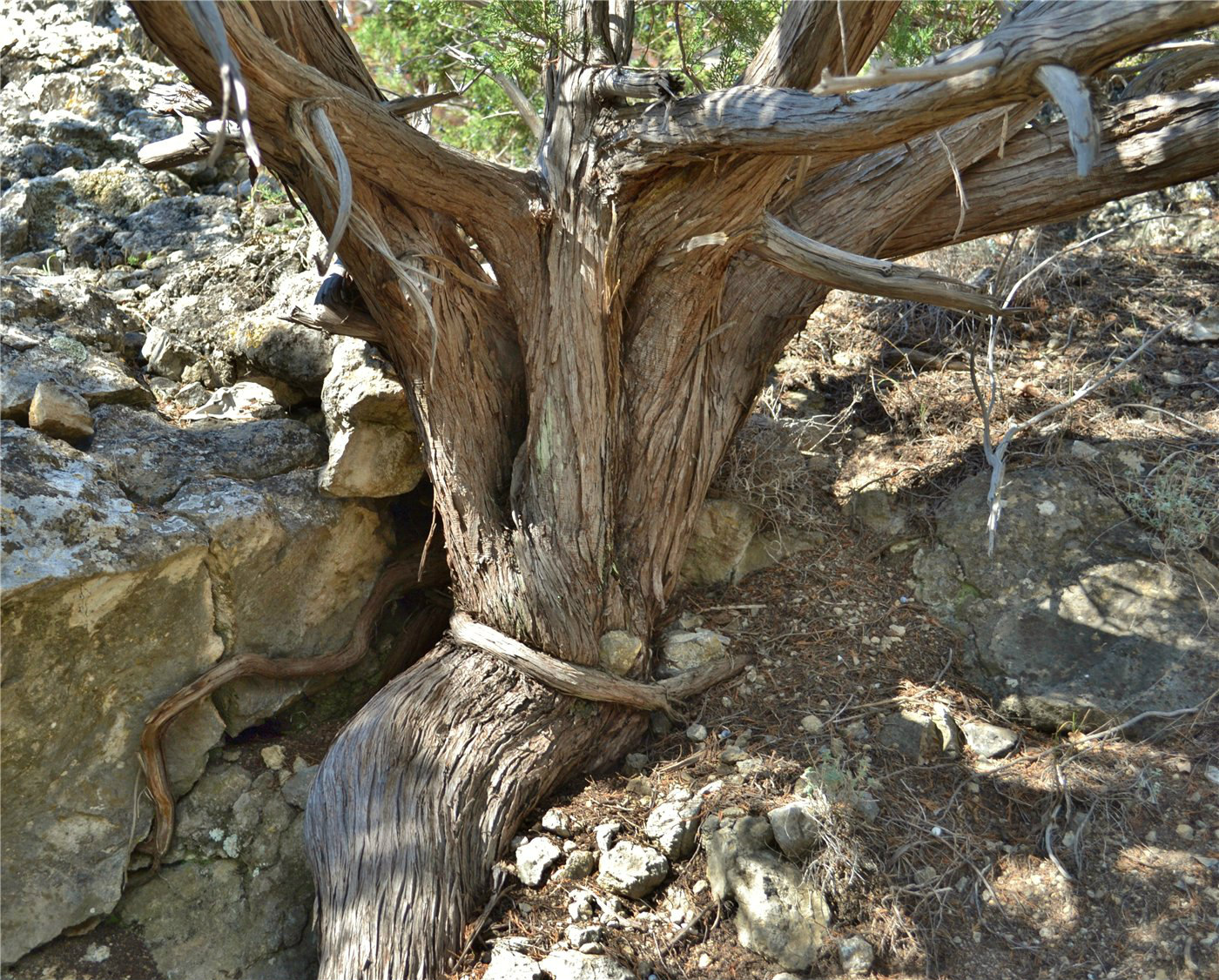 Image of Juniperus excelsa specimen.