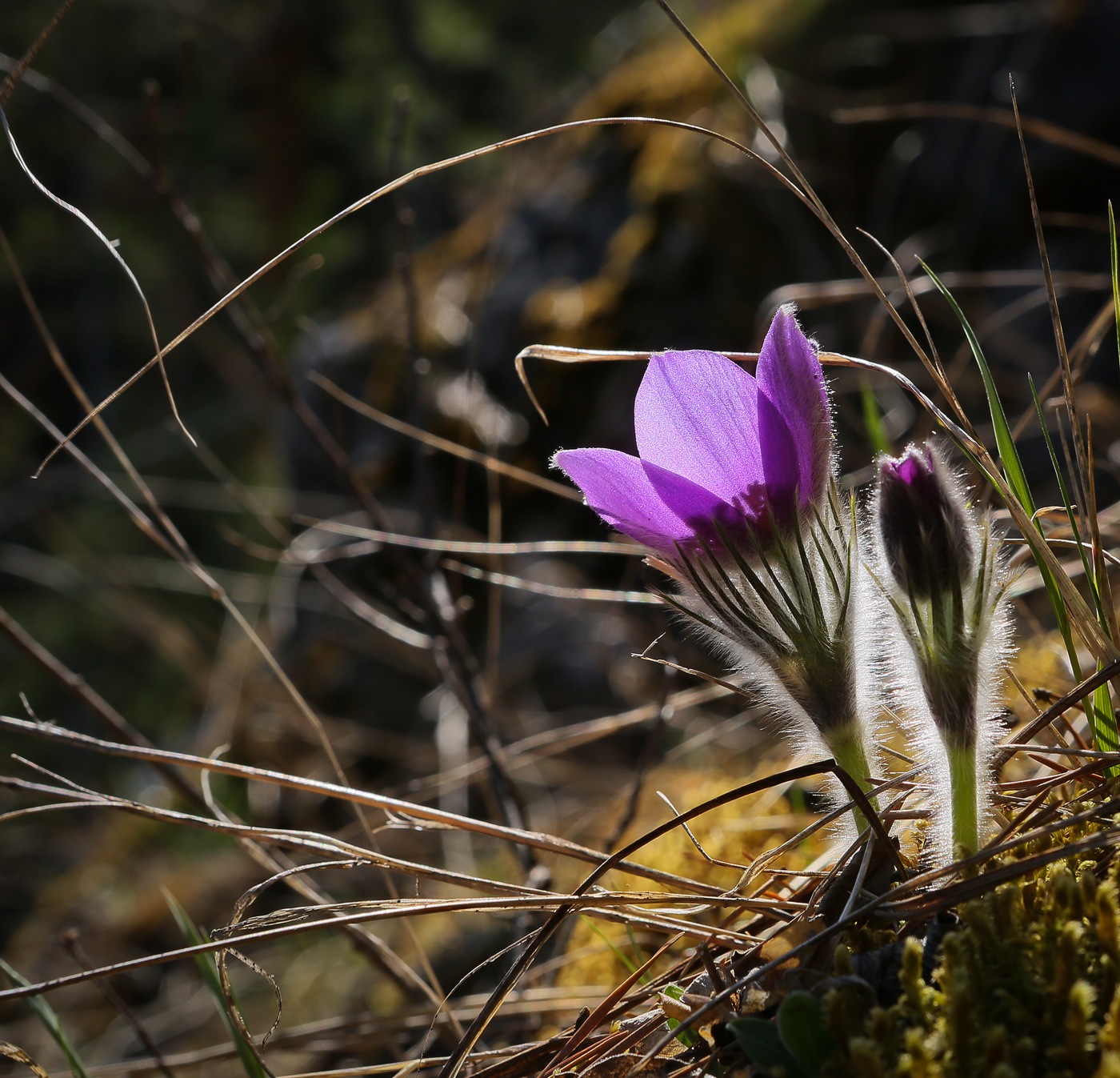 Image of Pulsatilla patens specimen.