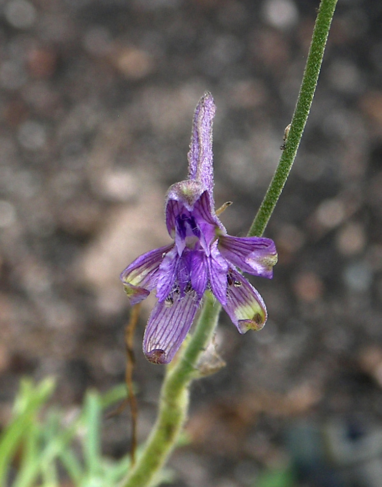 Image of Delphinium nachiczevanicum specimen.