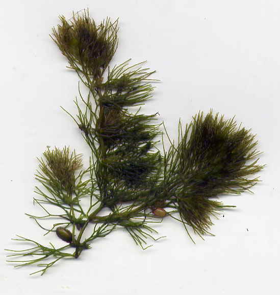 Image of Ceratophyllum tanaiticum specimen.
