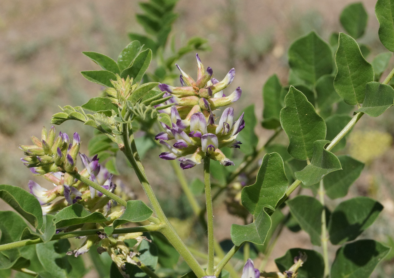 Изображение особи Glycyrrhiza soongorica.