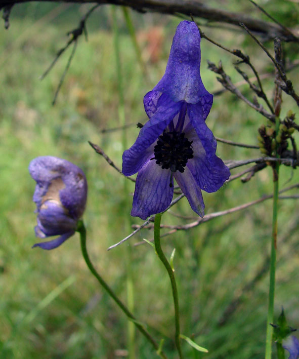 Изображение особи Aconitum ambiguum.