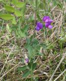 Lathyrus humilis
