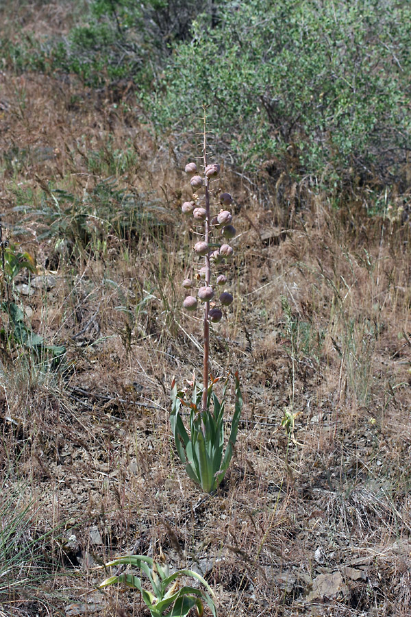 Изображение особи Eremurus lactiflorus.