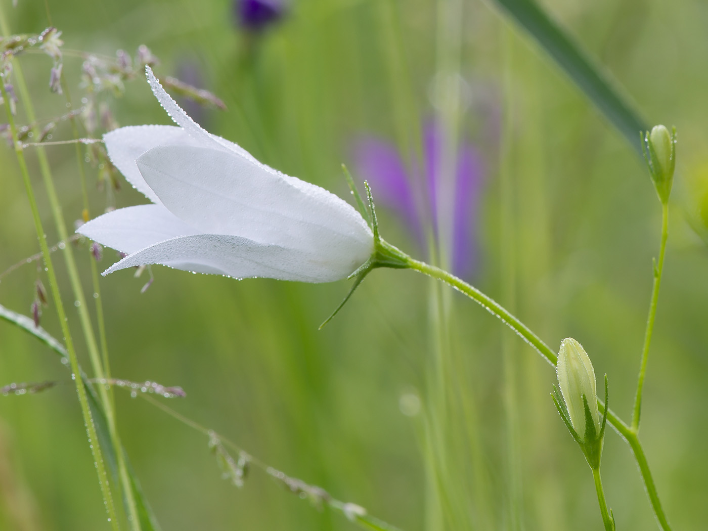 Image of Campanula patula specimen.