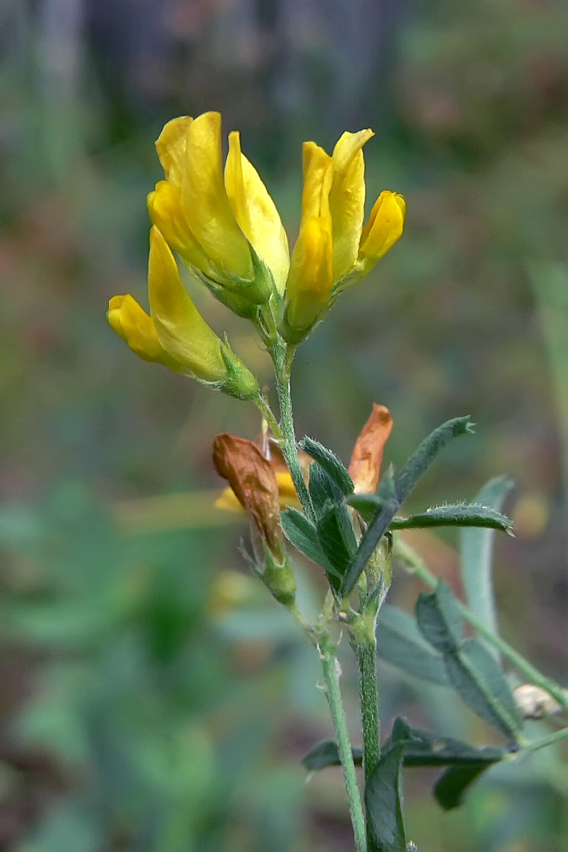 Image of Medicago falcata specimen.