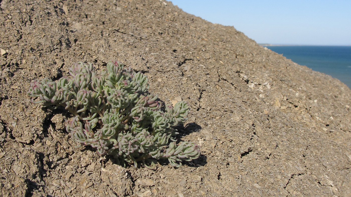 Image of genus Suaeda specimen.