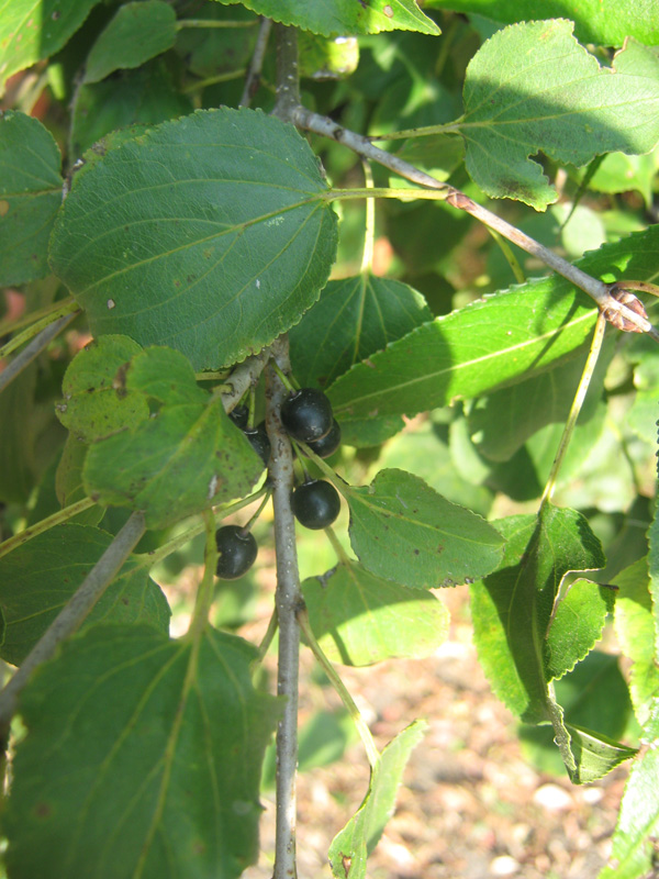 Image of Rhamnus cathartica specimen.