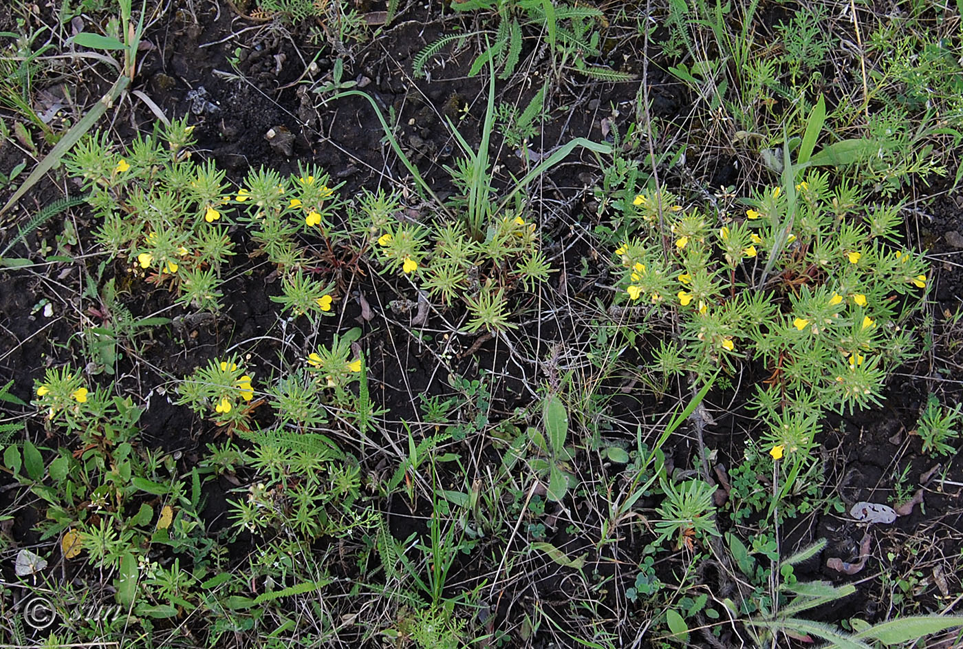 Image of Ajuga chia specimen.