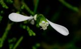 Euphorbia graminea