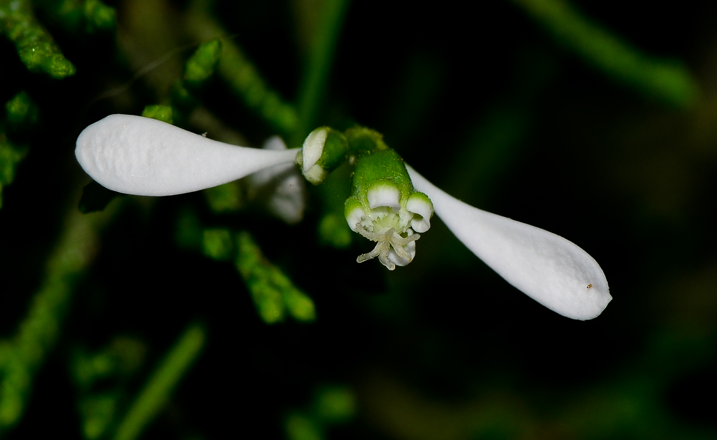 Image of Euphorbia graminea specimen.