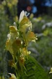 Linaria vulgaris. Соцветие. Самарская обл., Ставропольский р-н, окр. с. Винновка, южный склон Жигулёвской возвышенности, остепнённый луг. 12.07.2006.