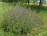 Nepeta parviflora