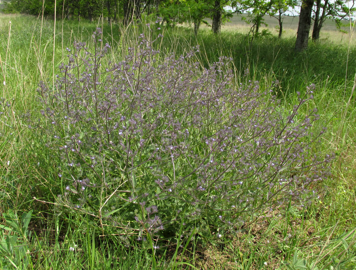Image of Nepeta parviflora specimen.
