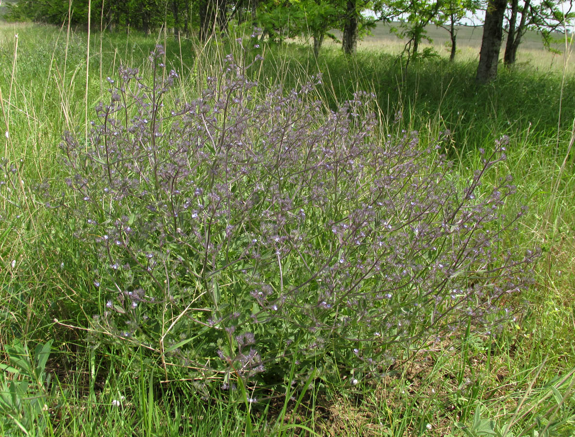 Изображение особи Nepeta parviflora.