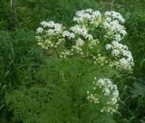 Anthriscus sylvestris