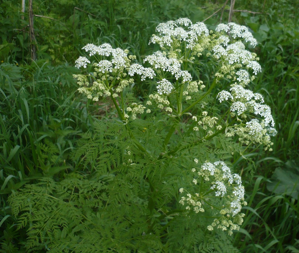 Image of Anthriscus sylvestris specimen.