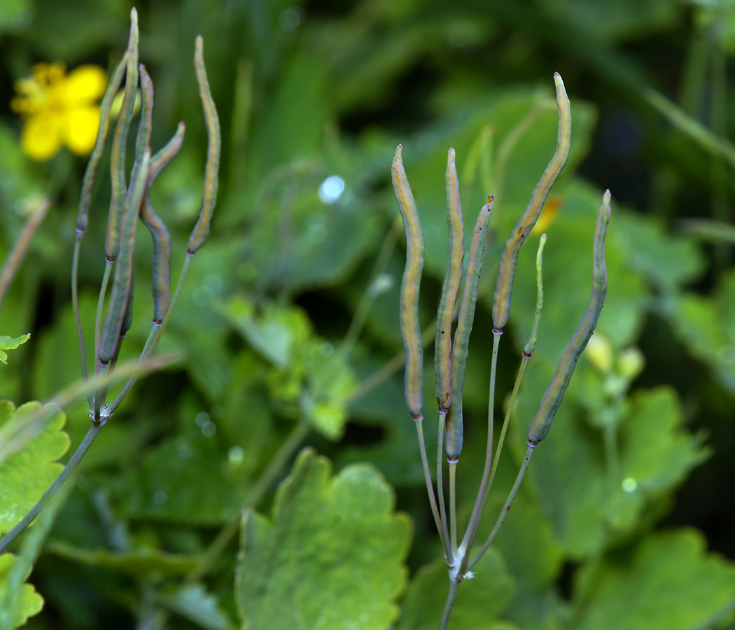 Изображение особи Chelidonium majus.