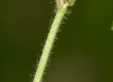 Image of taxon representative. Author is Татьяна Мальчинская