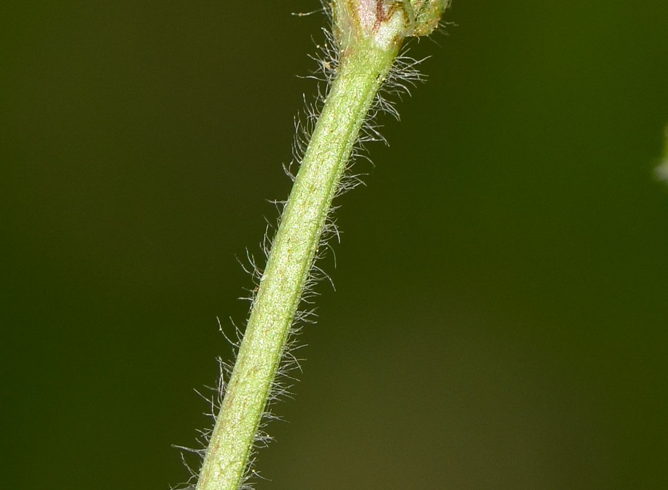 Image of Trifolium pilulare specimen.