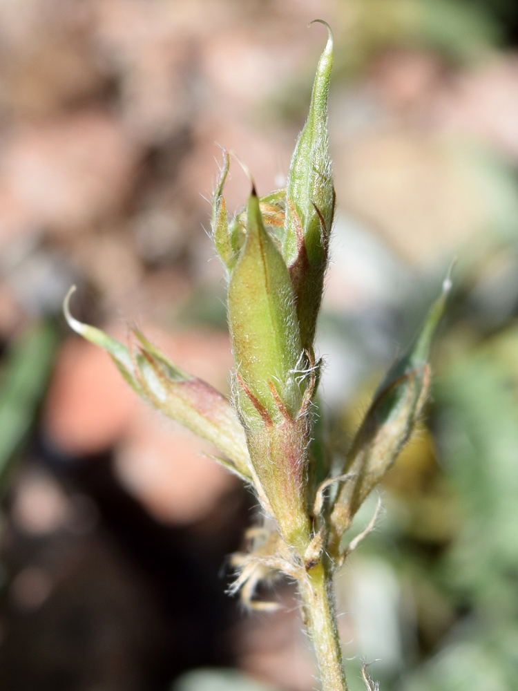 Изображение особи Oxytropis pilosissima.