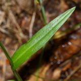 Platanthera maximowicziana