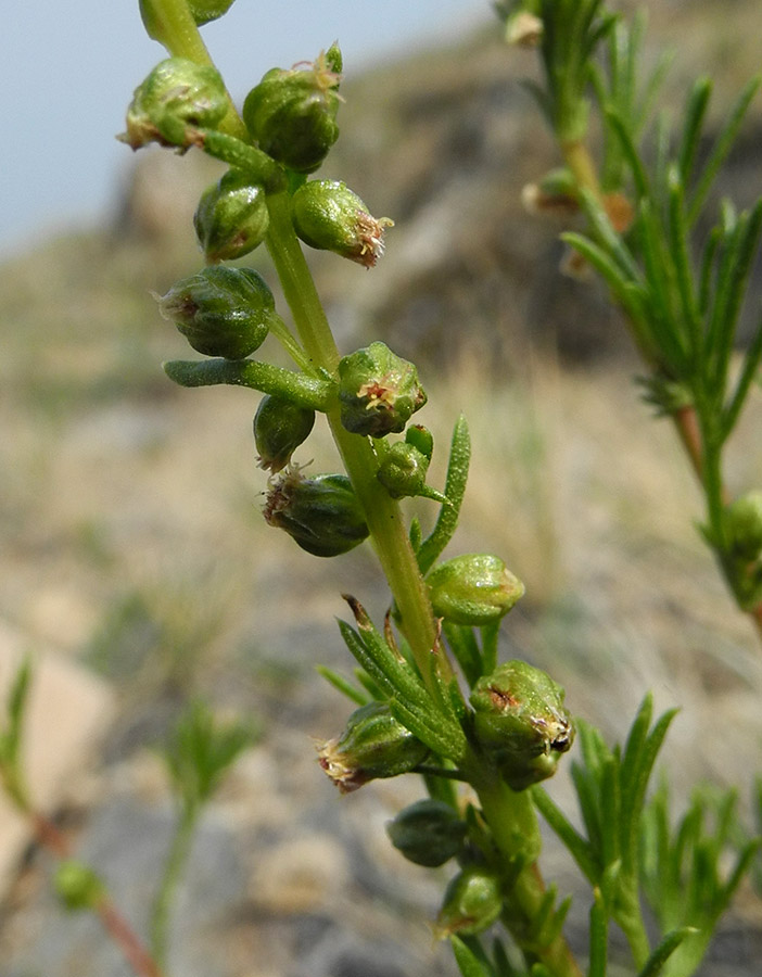 Image of Artemisia monostachya specimen.