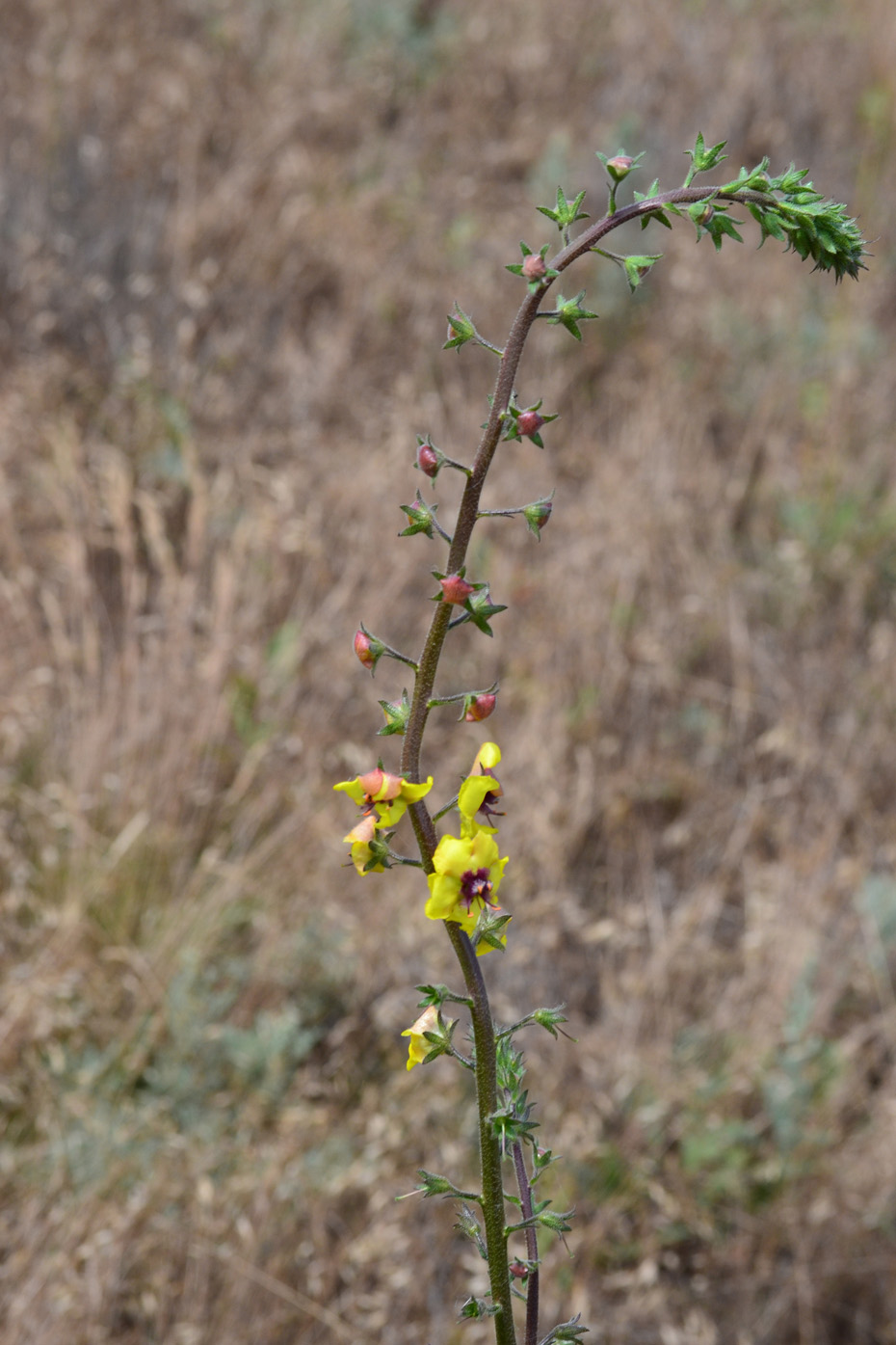 Изображение особи Verbascum blattaria.