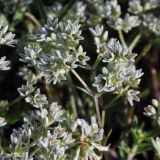 Scleranthus perennis
