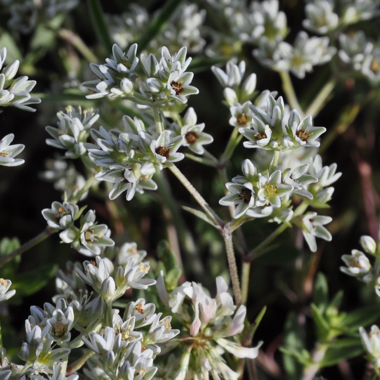 Изображение особи Scleranthus perennis.