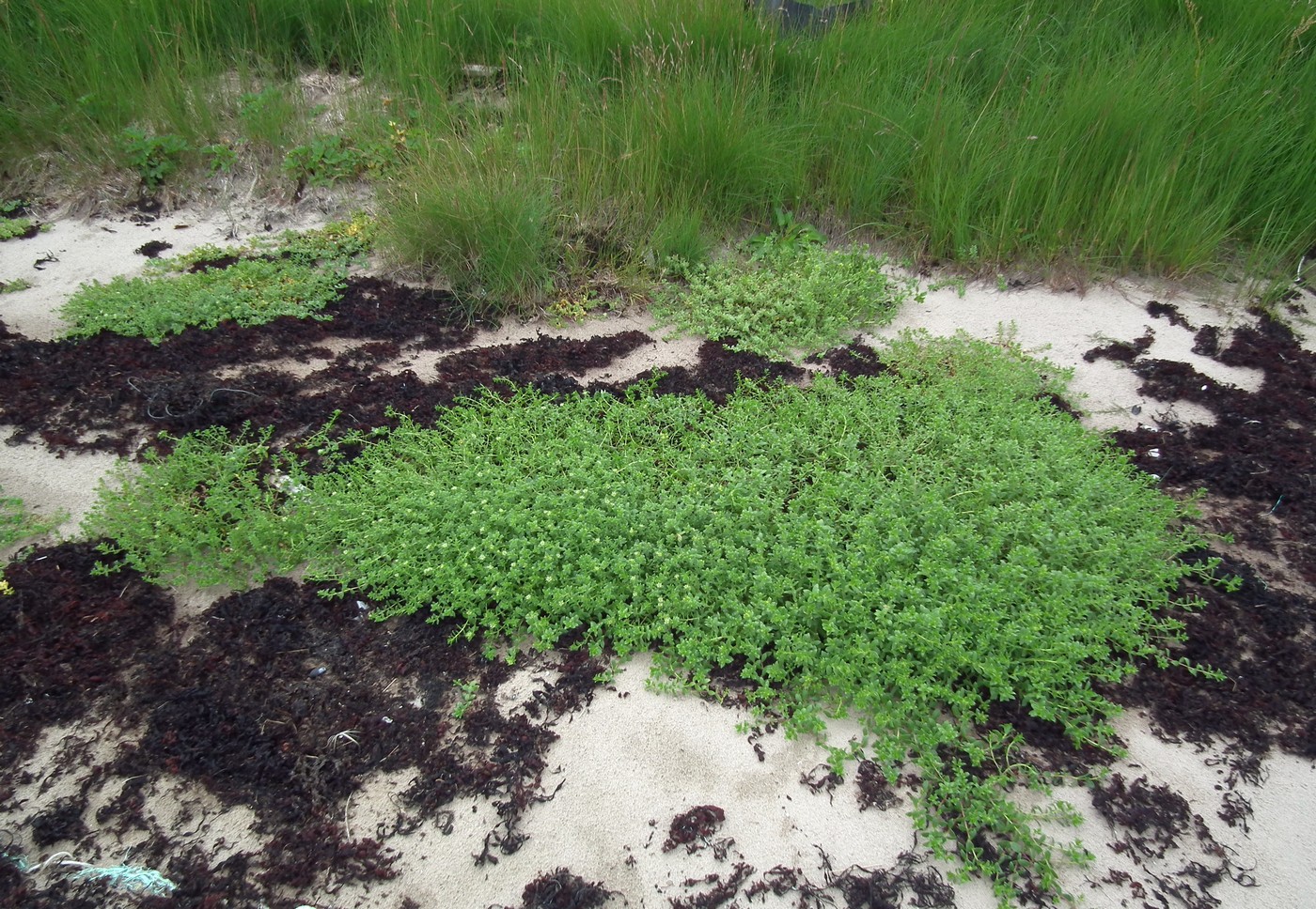 Изображение особи Honckenya peploides ssp. diffusa.