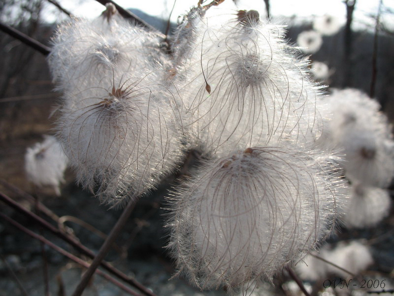 Изображение особи род Clematis.