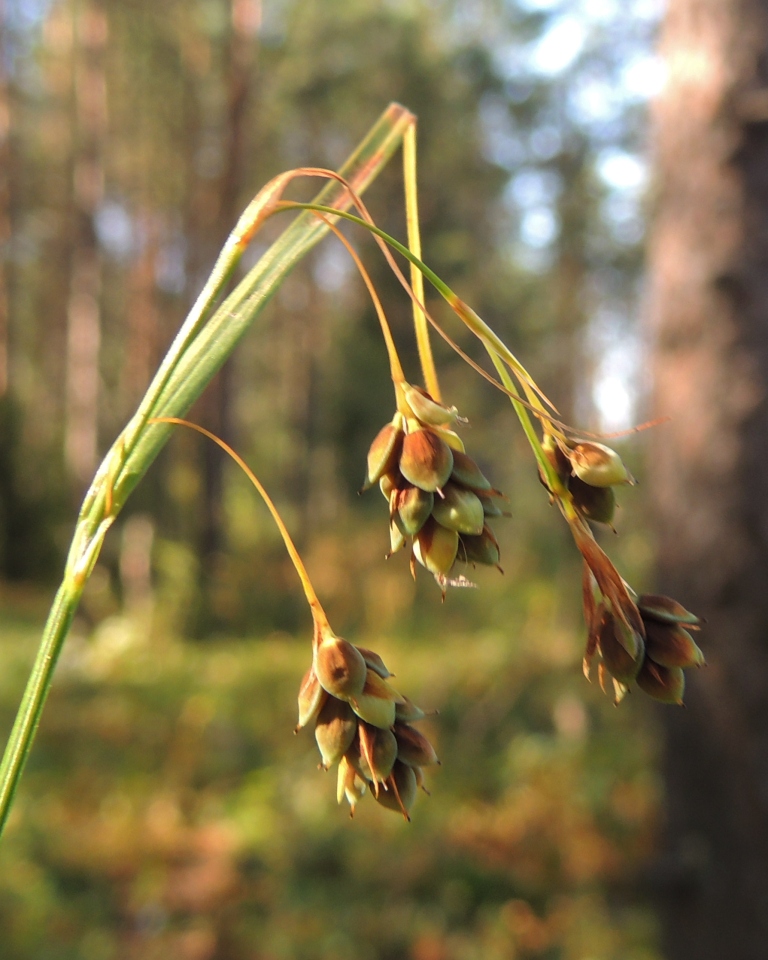 Изображение особи Carex paupercula.