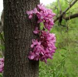 Cercis siliquastrum