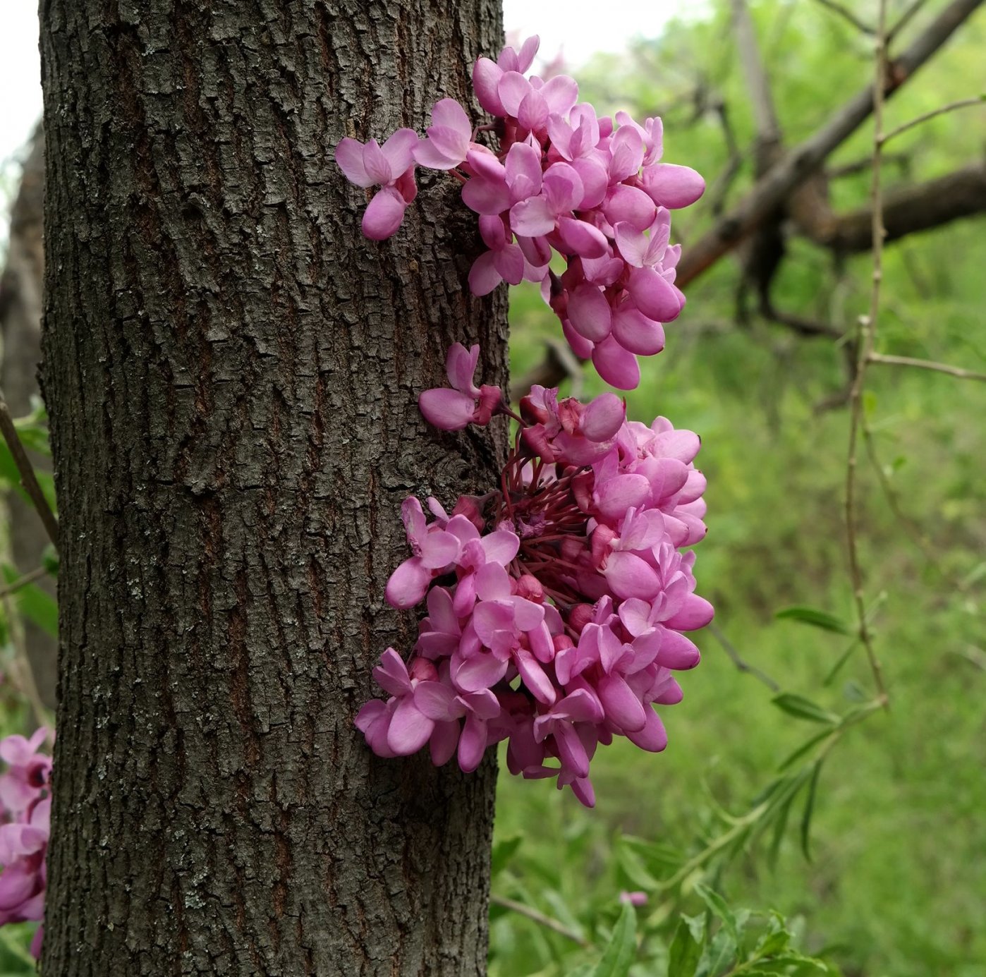 Изображение особи Cercis siliquastrum.