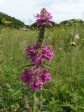 Pedicularis spicata. Верхушка цветущего растения. Приморье, окр. г. Находка, сырой луг. 28.08.2016.