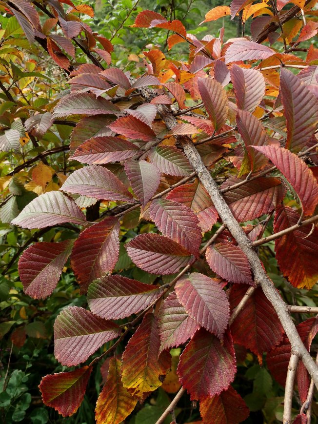 Изображение особи Ulmus japonica.