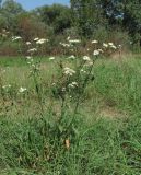 Erigeron annuus. Цветущее растение. Краснодарский край, Абинский р-н, ст-ца Холмская, луг. 14.09.2016.