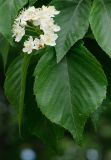 Sorbus alnifolia