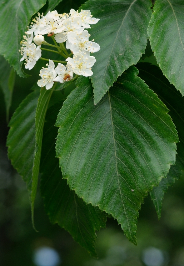 Изображение особи Sorbus alnifolia.